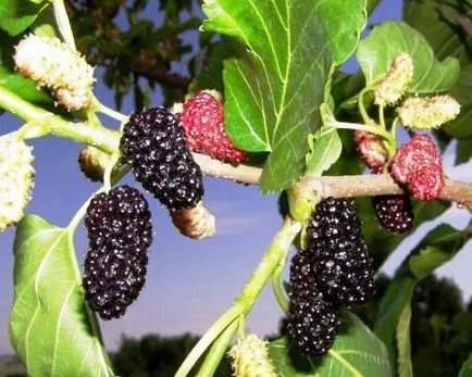 Mulberry decât util, fructe gem de dud