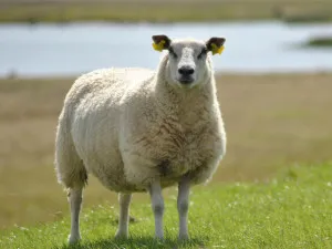 Wiltshire rasa de oi, fotografie, descriere, caracterizare
