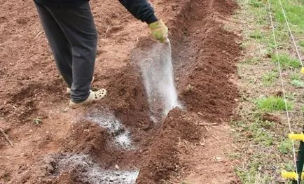 Műtrágya a burgonya számára, hogy melyiket válassza, és miért