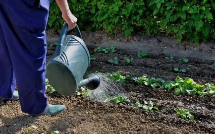 Fertilizator pentru cultura cartofilor pansament mineral