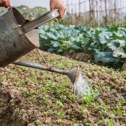 Fertilizator pentru cultura cartofilor pansament mineral