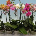 Orchid gyökerek elrohadt - nem probléma! Azt fogja mondani, hogyan kell menteni az orchidea gyökér nélkül, egészségügyi és szépségápolási