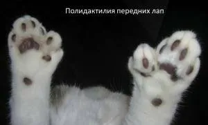 Уникални котки с ненужни подробности