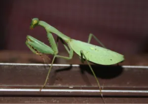 Mantis ухапване на хора