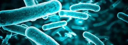Destruction baktériumok, fertőtlenítés a baktériumok gyorsan és garanciák