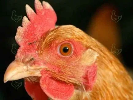 A csirke okoz duzzadt szemek kezelésére
