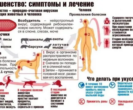 куче хапе какво да правя