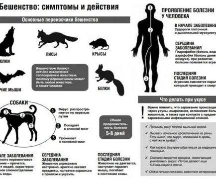 куче хапе какво да правя