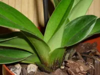 Care orchidea pafiopedilum otthon, cserepes növények