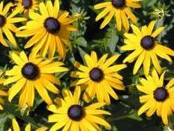 Грижа Rudbeckia Rudbeckia как да растат красиви градински растения