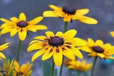 Care Rudbeckia Rudbeckia hogyan növekszik egy gyönyörű kerti növények