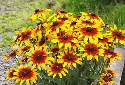 Грижа Rudbeckia Rudbeckia как да растат красиви градински растения