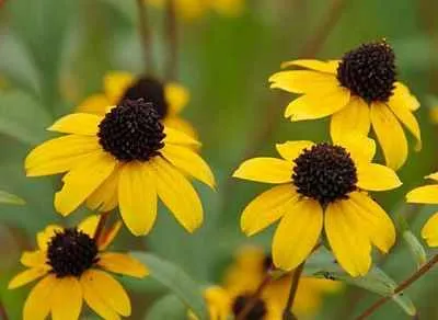 Грижа Rudbeckia Rudbeckia как да растат красиви градински растения