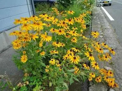 Грижа Rudbeckia Rudbeckia как да растат красиви градински растения