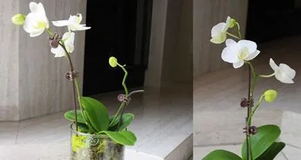 Gondozása orchideák egy váza