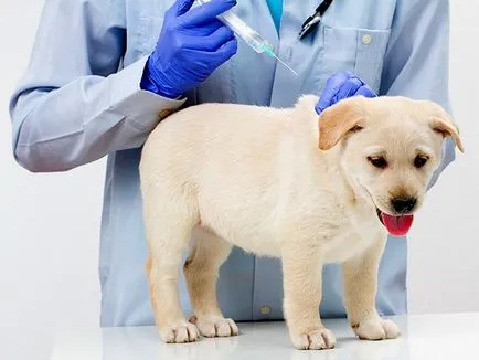 vaccin biovak pentru câini Dozare și administrare