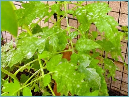 Грижа за домати в клипа на парникови поликарбонат как да се грижи за домати в оранжерия