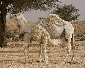 Camel kumisz tulajdonságai és jellemzői a készítmény