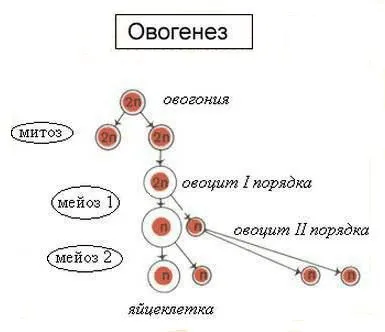 Care este diferența ovogeneză de la spermatogenezei