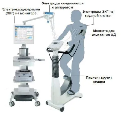 Veloergometry niveluri normale, tehnici performante eșantion