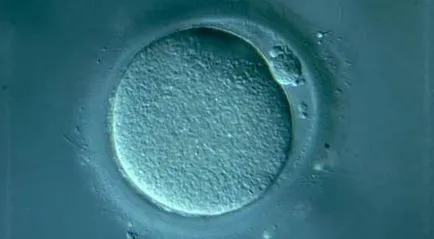 Care este diferența ovogeneză de la spermatogenezei