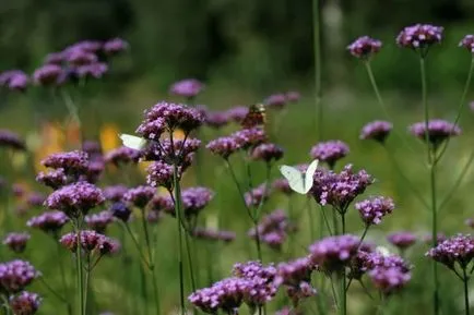 Verbena bonarskaya - fotografie și descrierea bonariensis Verbena în articolul nostru