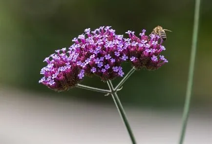 Verbena bonarskaya - fotografie și descrierea bonariensis Verbena în articolul nostru