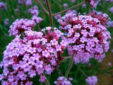 Verbena bonarskaya - fotografie și descrierea bonariensis Verbena în articolul nostru