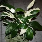 Cameră de flori Dieffenbachia