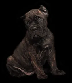 Hrănirea catelus cane corso