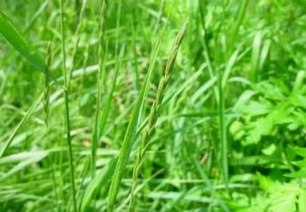 Amikor a gyomok hasznos gyógyszer tulajdonságait, Weeds talajtakarás, komposzt