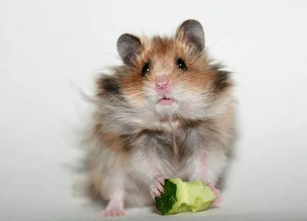 Hrănirea hamster în vara ceea ce poate și ce nu se poate alimenta hamster, zoodom