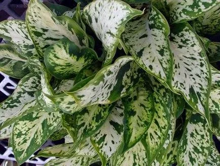 Cameră de flori Dieffenbachia