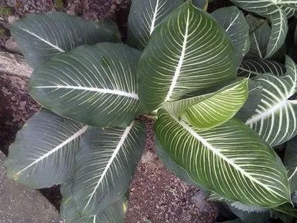 Cameră de flori Dieffenbachia