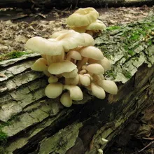 Oyster fotó és leírás laskagomba, és más típusú