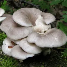 Oyster fotó és leírás laskagomba, és más típusú