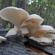 Oyster fotó és leírás laskagomba, és más típusú