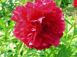 kiválasztása peonies