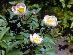 kiválasztása peonies