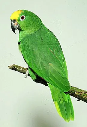 specii de papagal