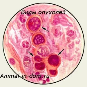 Tipuri de tumori, tratamentul animalelor domestice