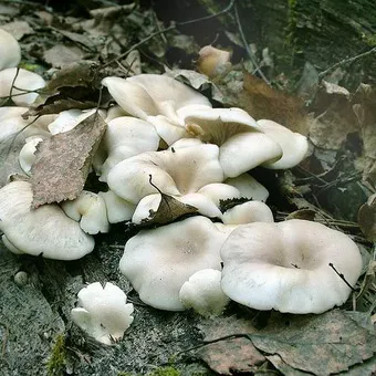 Oyster fotó és leírás laskagomba, és más típusú