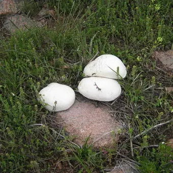 Oyster fotó és leírás laskagomba, és más típusú