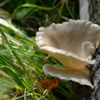 Oyster fotó és leírás laskagomba, és más típusú