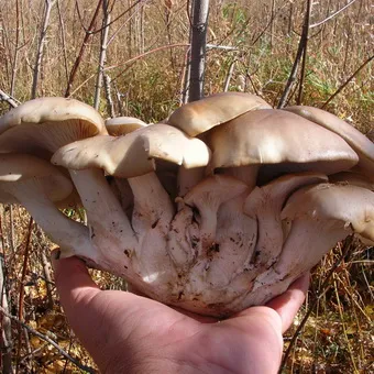 Oyster fotó és leírás laskagomba, és más típusú