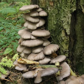 Oyster fotó és leírás laskagomba, és más típusú