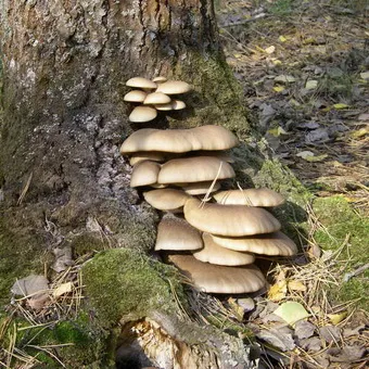 Oyster fotó és leírás laskagomba, és más típusú