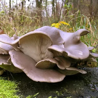 Oyster fotó és leírás laskagomba, és más típusú