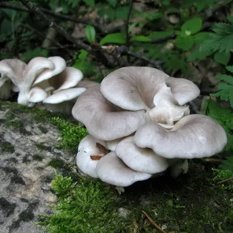 Oyster fotó és leírás laskagomba, és más típusú