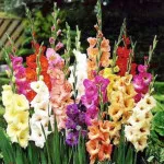 Cultivarea Gladiole în Urali, acasă, grădină, grădină de zarzavat